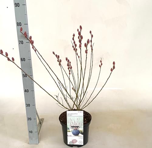 Salix gracilistyla 'Mount Aso' – Rosa Riesen-Salweide Busch (50–60 cm) | Zierstrauch mit rosa Weidekätzchen | Winterharte Kätzchenweide, bienenfreundlich, ideal für Garten & Kübel