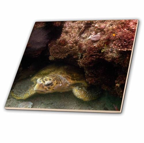 3dRose Loggerhead Turtle, Stradbroke Queensland, Australia-AU01 POX0150 - Pete Oxford 8 Inch Ceramic Tile