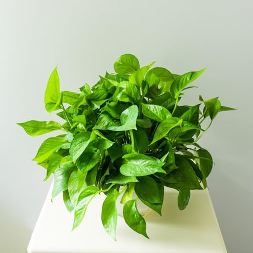 semi di edera - interno rampicanti pothos perenni esotiche balcone 200pcs