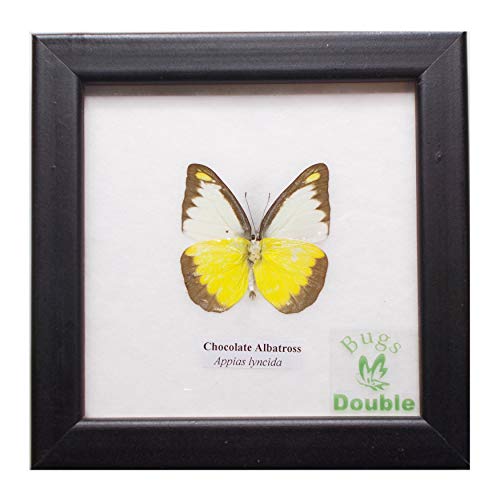 �z���� �����W�{ �� �`���R���[�g�E�A���o�g���X Chocolate Albatross