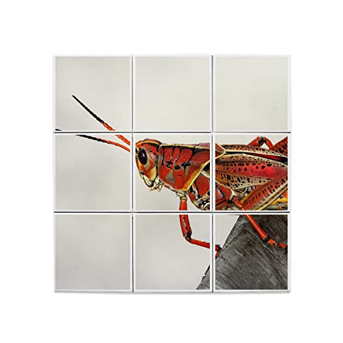 Carreaux céramique sauterelle rouge 20x20 photo insecte pour grand tableau mural en faïence
