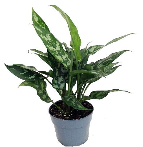 EaglesFord Live Aglaonema Patches Indoor Plant (Green) (B081XYMM5M) Amazon Price History, Amazon Price Tracker