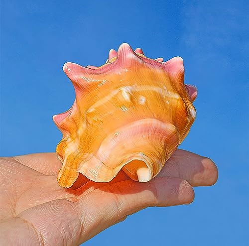Conchas de playa para manualidades caseras que solucionan la decoración de centros de mesa 5