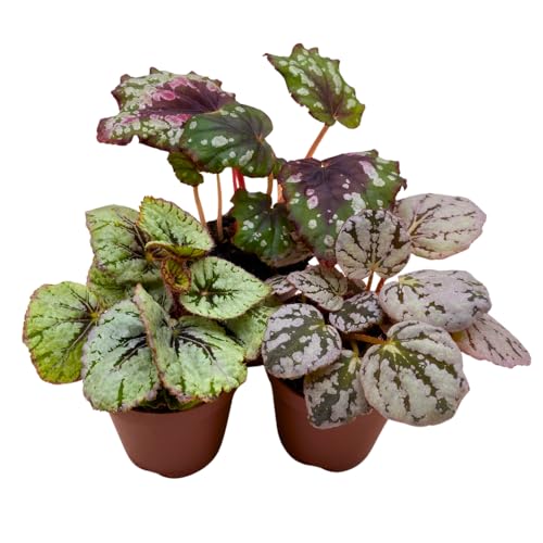 BubbleBlooms Begonia Rex Assortment, in 2 inch pots, Set of