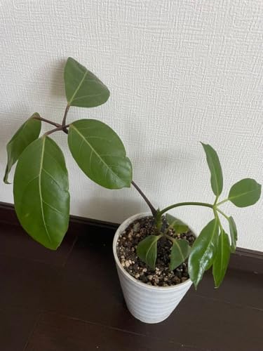 ツピタンサス」の人気商品一覧 | 安い商品を通販サイトから探す - 価格.com