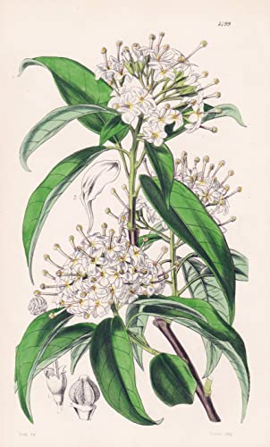 Reevesia Thyrsoidea. Thyrse-flowered Reevesia. Tab. 4199 - China / Pflanze Planzen plant plants / flower flowers Blume Blumen / botanical Botanik botany / aus 