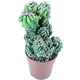 Cactus Cereus Peruvianus Cristata Maceta 13cm Planta de Interior y Exterior