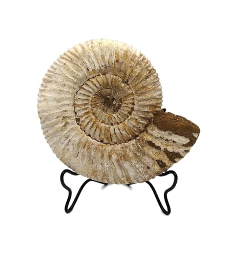 Image of Large Fossil Ammonite with Stand. 3.50 to 4.00 inch. Genuine Ammonite from Madagascar.