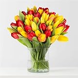 ECHTE TULPEN IM BUND: Der Frühling hält Einzug! Zum Geburtstag, als Dankeschön oder blumiger Liebesbeweis - über diesen 