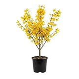 Forsythia Plant Live in 4 Inch Pot, 7-12 Inch Tall, Easy Care Lynwood Gold Forsythia Bush, Hardy, Easy Care, Golden Bell Yellow Blooms for Outdoor Planting