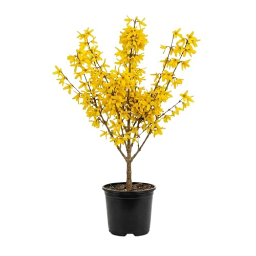 Forsythia Plant Live in 4 Inch Pot Easy Care Lynwood Gold Forsythia Bush Hardy Easy Care Golden Bell Yellow Blooms for Outdoor Planting
