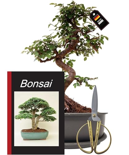 Zimmerbonsai  Top 5 Bonsai fr die Wohnung - wohnen-und-bauen.de