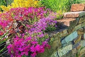 Jardin de rocaille- 2000 Graines de fleurs, plantes vivace