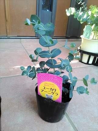 Amazon ユーカリ苗木 アーニゲラ 3号 30cm前後 植木