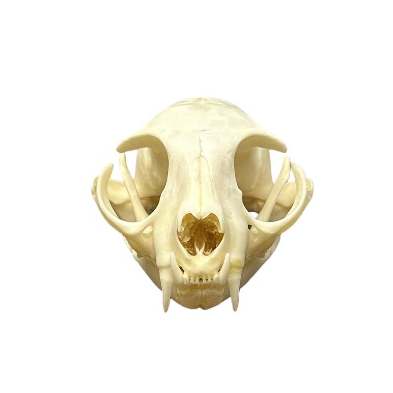 Taxidermy Real Animals Cat Skulls, Real Bones Specimen, Taxidermy Supplies for Science Education, Special Gift (1Psc Cat Skull)