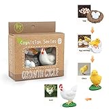 MIKNEKE Montessori Chicken Life Cycle with Flash Cards, Realistic Animal Figurines Toy, Animal Educational...
