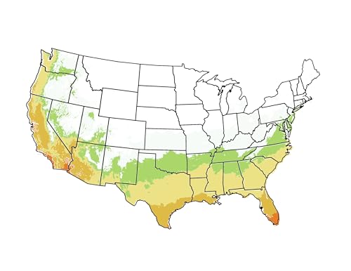 Parfianka Pomegranate Tree, Fruit Bearing, Hardy, 1 gal Nursery Pot, 12-18 in Tree Height (Due to Agricultural Laws, we Cannot Ship to CA, AZ, AK, or HI), 2 Pomegranates