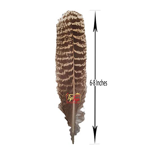 Image of Natural Striped Turkey Feathers (10 Pieces) (8-9 Inch)
