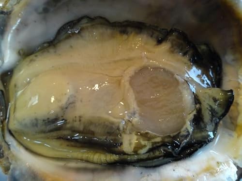 yH̃|XgJ[hzLyJL̂͂nKLtpostcard