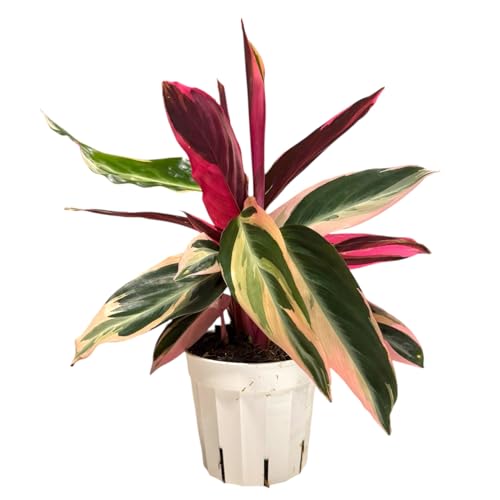 Hopewind Plants Shop Live Plants Stromanthe Triostar, Tricolor Prayer Plant,