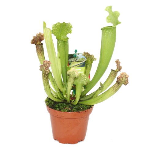 Dimensioni vaso: 9 cm Pianta Carnivora - Sarracenia - Vaso da 9 cm