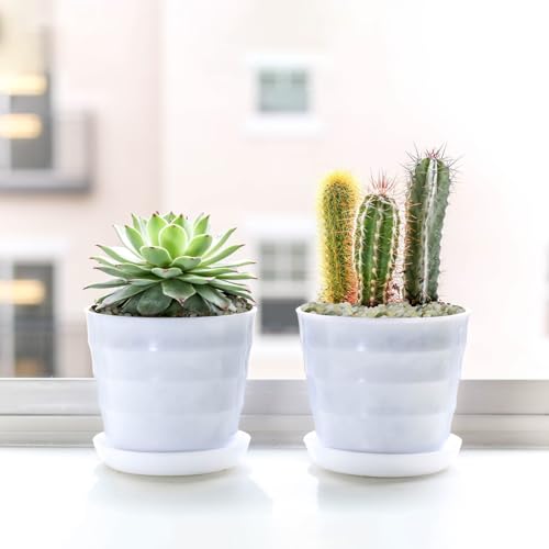 Image of 2.5LB Succulent and Cactus Pebbles, 1 /5 Inch Jade Pebbles for Indoor Plants, Decorative Gravel for Vases, Bamboo, Succulent, Terrarium, Crafts, Cactus