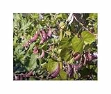 Seeds & Plants Shop by Ipsa