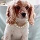 RayMinsino Entzückendes Halsband für Haustiere, mit Perlen, verstellbar, für Katzen und Hunde, Schmuck, Chihuahua, York, Kleidung, Kleid, Zubehör