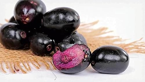 Image of Live Thai Grafted Black Jamun Plant Height 1-2 FT, Java plum Black plum grafted Black Jamun Karuppu jamun kaala jaamun Kala jamuna Fruit tree KALO JAM Grafted Plant with polybag