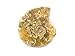 Ammonite Shell Cabochon, Natural Ammonite , Free Form Shape, 24Carat, 27x22x6MM SC-4622