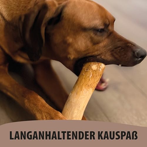 Kaffeeholz Kaustab für Hunde – 100 % natürlich & nachhaltig | Fördert Zahngesundheit & reduziert Zahnstein | Splitterarmes, langlebiges Kauspielzeug für kleine, mittlere & große Hunde (L)