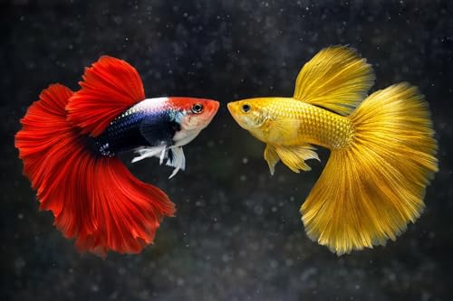 Premium Live Guppy Pack Young Guppy Halfmoon & Full Gold Guppy Fry (5+ Fish & 5 Fry) Tropical Freshwater Aquarium Fish for Community & Planted Tanks Live Arrival Guarantee