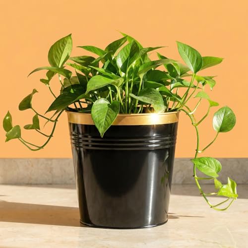 Image of ecofynd Modern Black Metal Planters 10 Inches Pack of 1, Indoor Outdoor Balcony Flower Pots, Living Room Decor Gamla, Midland Garden Pot, Home Decoration Planters, Office Decor Set (REC19004-BLK)