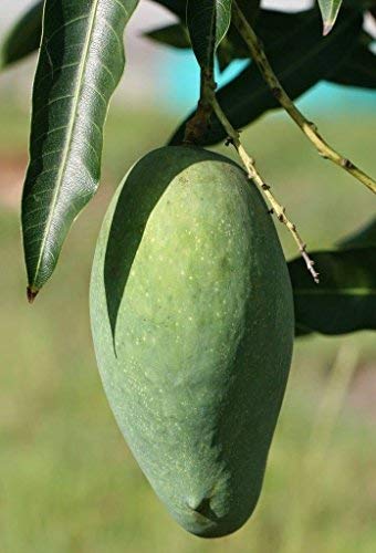 See full amazon price history chart for Creative Farmer Mallika Rare Tasty Mallika Mango (Neelum X Dasheri) Sweet Fiberless Fruit Mango Live Plant - Grafted Plant (1 Healthy Live Plant) Creative Farmer Mallika Rare Tasty Mallika Mango (Neelum X Dasheri) Sweet Fiberless Fruit Mango Live Plant - Grafted Plant (1 Healthy Live Plant) (B07NKGRJ1X) Amazon Price History, Amazon Price Tracker