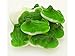 Gummi Frogs - 1 Pound Bag