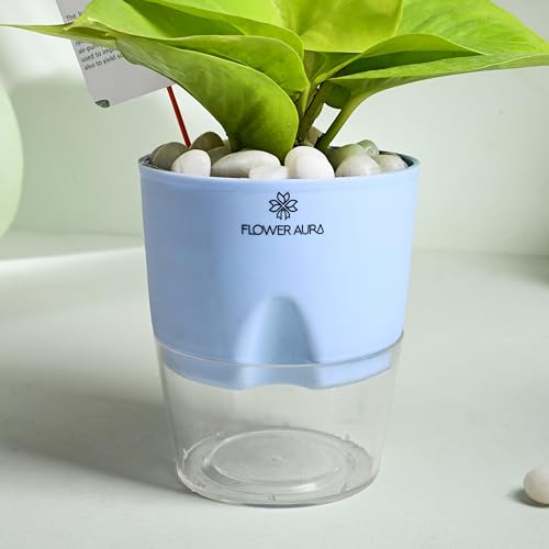 Image of FlowerAura Air Purify Live Indoor Golden Money Plant In Blue Self Watering Pot With Manure For Living Room, Balcony, Home /Office Decor | Premium Gifting | Improving Air Quality | Reducing Stress