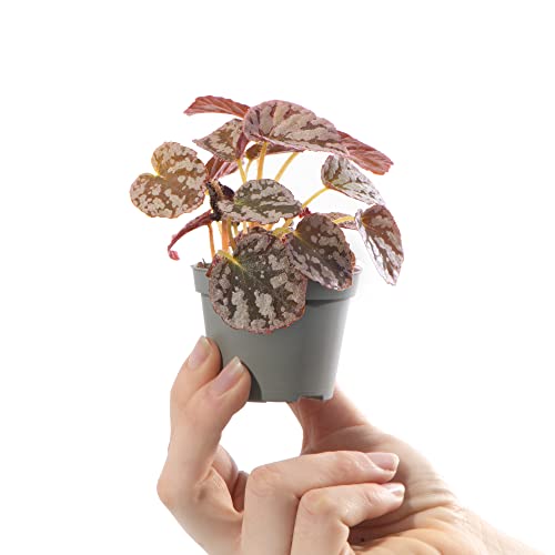 Baby Begonia Rex Chayo Small Tropical Indoor Patterned Houseplant in 6cm Pot | Miniature Plant with Metallic Foliage | for Home and Office | Grow Your Own Baby Plants