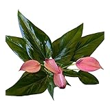 Hopewind Plants Shop Anthurium (12'-14' Tall) Unique and Gorgeous Live Indoor Plant, Easy Care and Easy to Grow, Bloom Plant, 4 inch Pot (Zizou Purple)