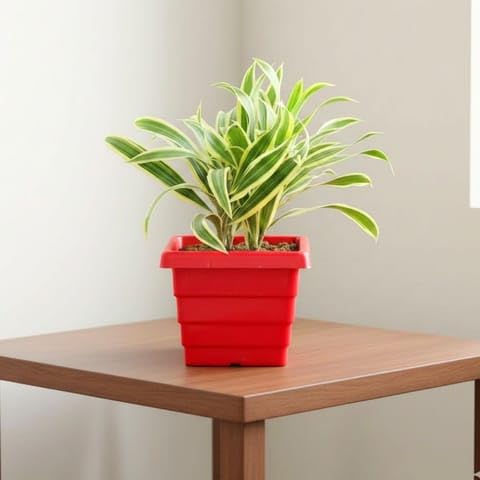 Best Nursery Song of India in 6 Inch Plant Red Premium Orchid Square Plastic Pot-image-22