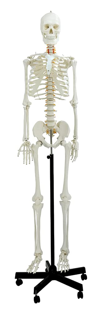 藤井保　SKELETON 藤井保 SKELETON Nostalgic I Spy Poseable Skeleton Toy