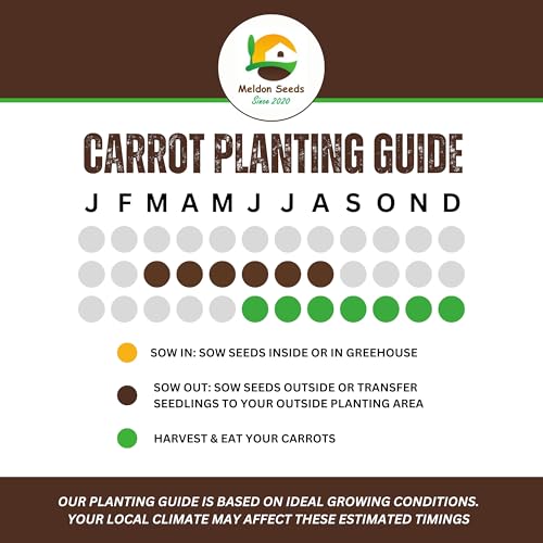 Early Nantes Carrot Seeds – 1000 Seeds – Suitable for Indoor & Outdoor Planting in Pots or Soil in The Yard, Balcony or Garden – Packed in The UK by Meldon Seeds