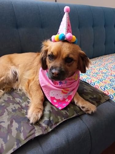 Fantasia Para Cachorro Chapéu Aniversário Festa Para Pets Cães Gato (Rosa)