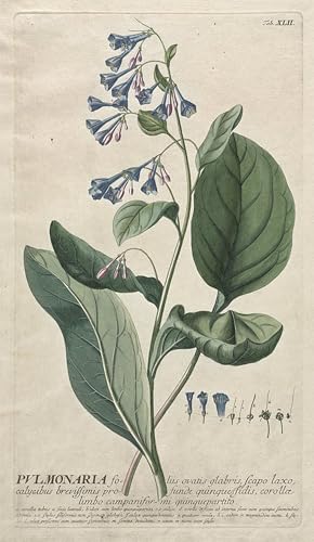 Affiche Plantae Selectae Ehret pour une décoration de salon élégante