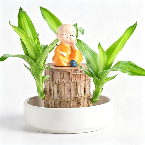 Generic Brazilian Lucky Wood Stump Easy Grow Water- Brazilian Wood Low-Maintenance Indoor Plant Aesthetic Decor for Home Office