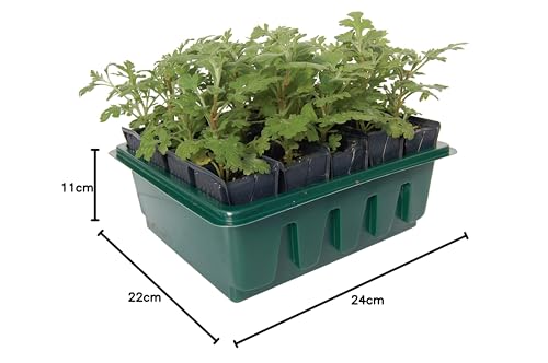 Haxnicks Rapid Rootrainers | Reusable Shallower Root Trainers | Seed Planting | 20 Cells For Those With Less Space | Salads Bedding Plants Flower Cuttings | Multi-Color, 20 Cells | RT040101
