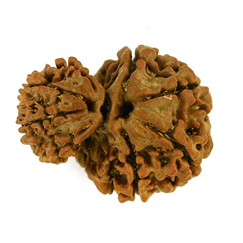 Blustone Gauri Shankar Natural Nepali Rudraksha गौरी शंकर रुद्राक्ष नेपाली Precious & Premium AAA++ Natural Brown Bead Certified by Lab for Men & Women