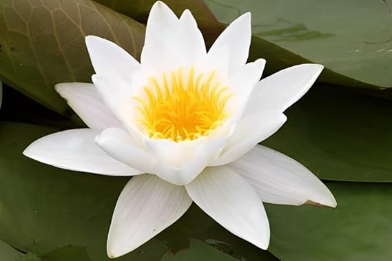 Healthy Live Water Lily Root Bulb | Nymphaea Aquatic Plant | Pond Flower | Water Tub Plant | Home Garden Decoration -pack of 3-image-33