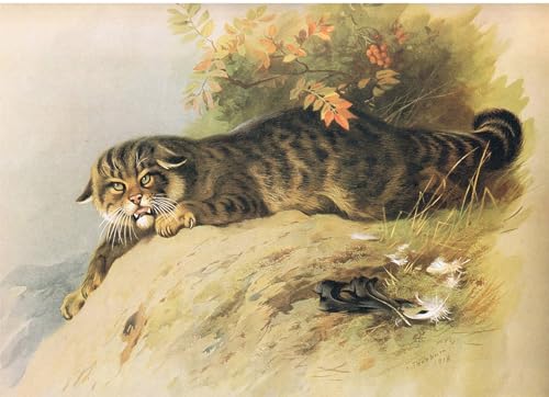 Chat sauvage de Thorburn tableau impression sur toile 60x90cm
