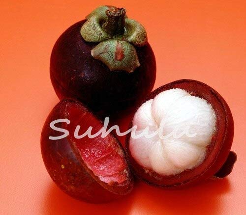 2017 nuevas semillas de mangostán, 10 piezas de frutas tropicales orgánicas, crecimiento natural de semillas de arbustos perennes, tasa de germinación 95%