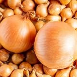 Winter Yellow Onion Sets Centurion 250g - Easy to Grow High Yield Autumn Planting Vegetable Bulbs Seeds for Overwintering